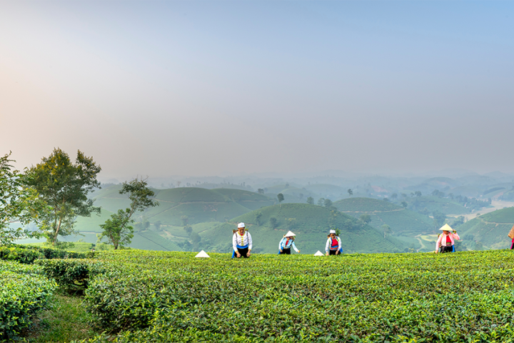 Women working in a field